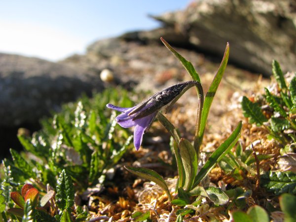 Campanula uniflora