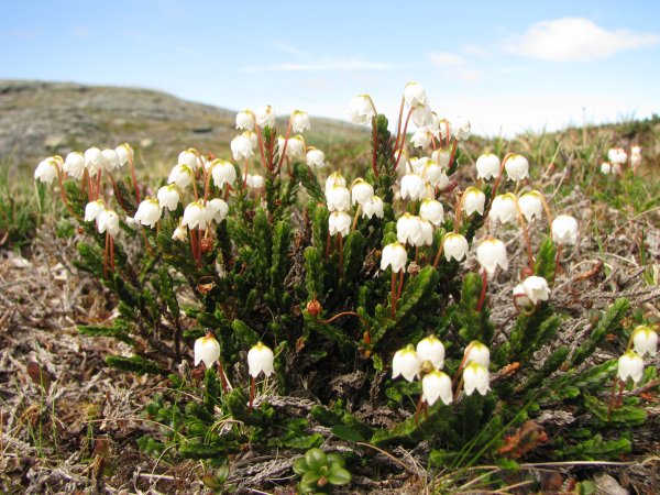 Cassiope tetragone