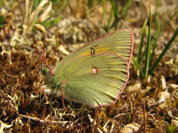 Colias sulitelma