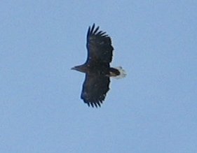 Havørn