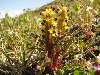 Pedicularis flammea