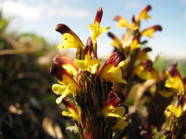 Pedicularis flammea