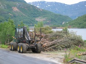 Skogrydding