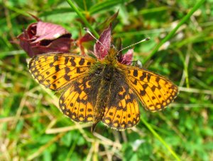 Boloria selene