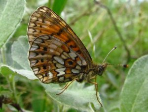 Boloria selene