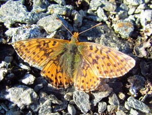 Boloria euphrosyne