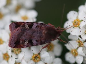 Rødfrynset teglfly