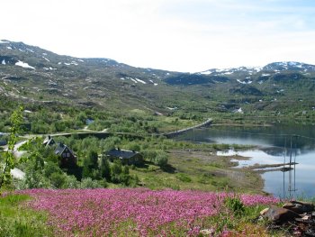 Fjelltjæreblom