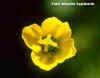 Papaver 3.jpg (11019 byte)