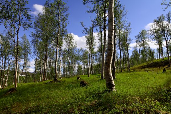 Vårstemning